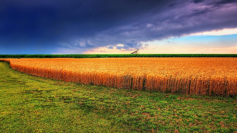 A wheat field in Kansas beneath storm clouds