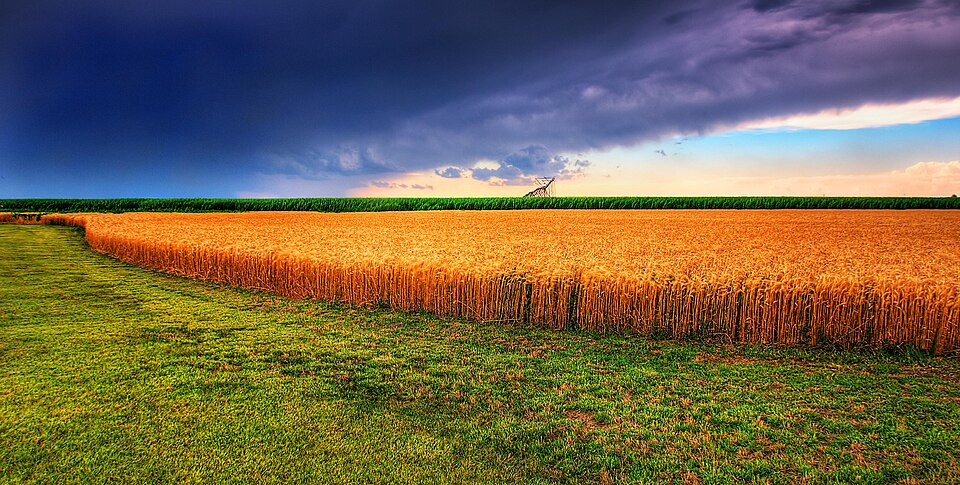 A wheat field in Kansas beneath storm clouds