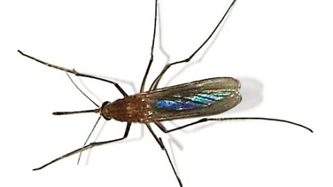A Culex mosquito, which can transmit West Nile virus