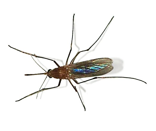 A Culex mosquito, which can transmit West Nile virus